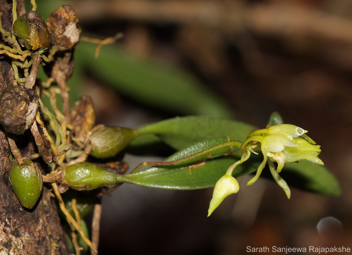Bulbophyllum tricarinatum Petch